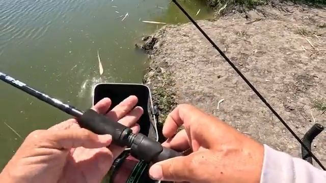 Через камыши ловить карася на дикой реке