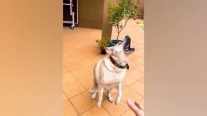 Смешные коты.