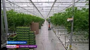 Крупнейший агрокомплекс Северного Кавказа в Ингушетии бьет рекорды по урожайности