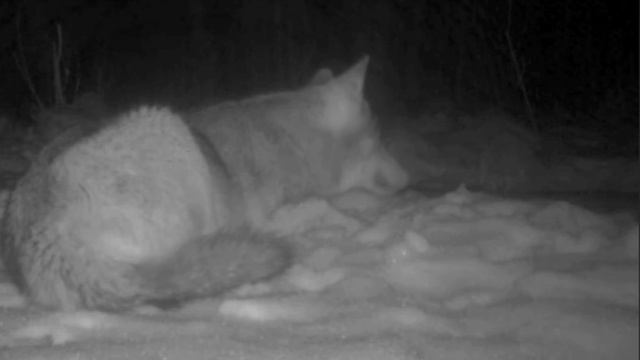 🐺 видео фото ловушки