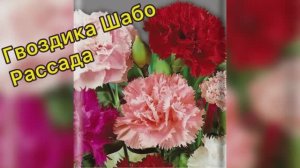 Гвоздика Шабо. Рассада