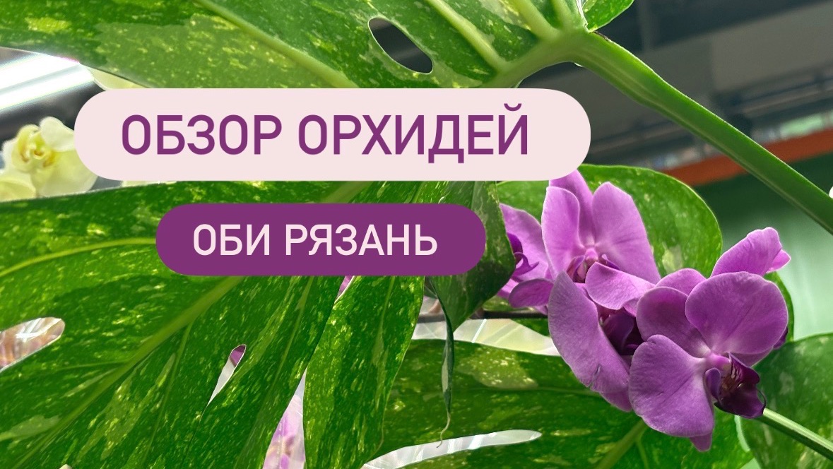 🔵 ОБЗОР ОРХИДЕЙ ОБИ🔥Уценка за 330р #обзорорхидей #обзороби #орхидеискидки #скидкинаорхидеи #уценка смотреть онлайн