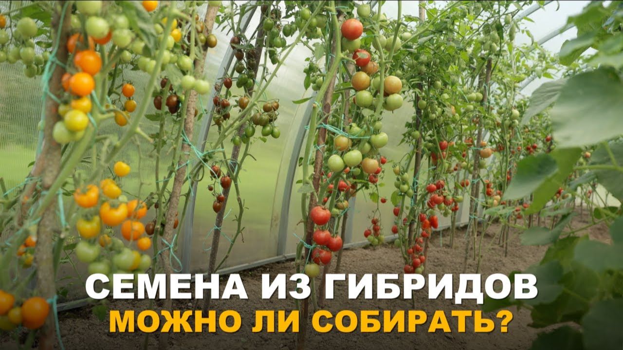 СТОИТ ЛИ СОБИРАТЬ СЕМЕНА ИЗ ГИБРИДОВ? Как размножить дорогие гибриды томатов. Сбор семян с гибридов. СТОИТ ЛИ СОБИРАТЬ СЕМЕНА ИЗ ГИБРИДОВ? Как размножить дорогие гибриды томатов. Сбор семян с гибридов.