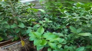 Подземная теплица в Июле г. Инглсайде (Онтарио, Канада)