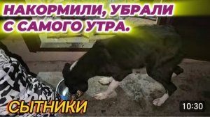 САМВЕЛ АДАМЯН, СЫТНИКИ, НАКОРМИЛИ, УБРАЛИ С САМОГО УТРА..