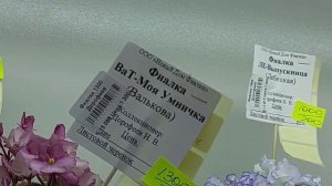 07.02.2026.Москва.Выставка фиалок в Доме фиалки.