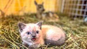 Влад сделал вольерчик где косуленок Бемби и котенок Басик( Басков) всесте играют!