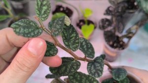 Пеллионии от Светланы( Цветочный уголок)