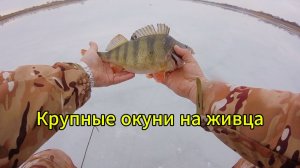 Рыбалка на флажки!