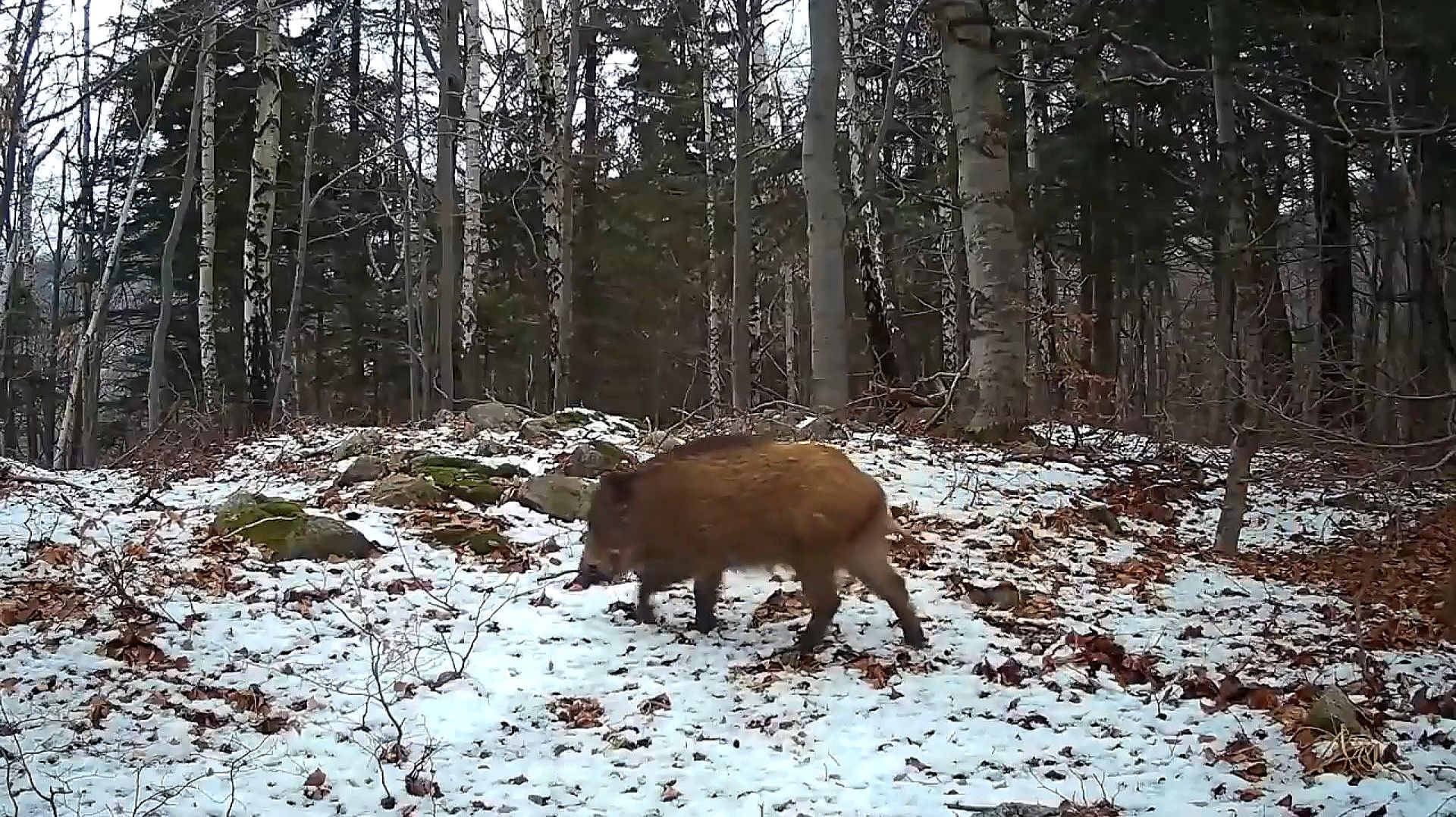 Кадры из жизни диких животных смотреть онлайн