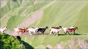 Экоферма Кунцалу