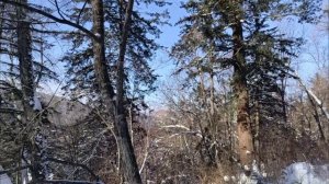 Проверка капканов. Нашлась пропажа. Соболь или медведь.