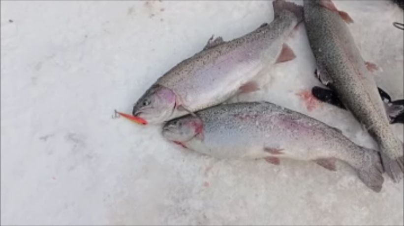 Поимки форели на актив. Спорт-зона. Клёвое место Лосиный остров. смотреть онлайн