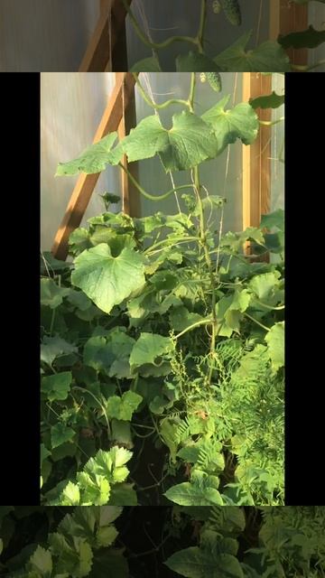 Ленобласть. Хвойное. 12.08.2024. Дача. Урожай тепличных огурцов смотреть онлайн