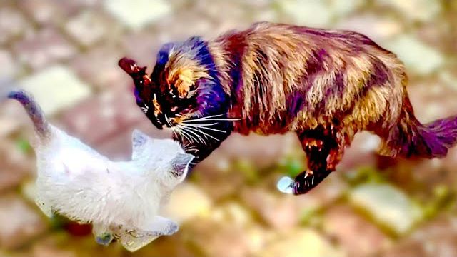 Косуленок Бемби и котенок Басик первый раз ВЫШЛИ НА ПРОГУЛКУ, и тут котенка ОБИДЕЛА КОШКА!