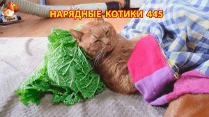 Нарядные Котики расслабляются на солнышке 🌞 🐈🐈🐈 (445)