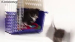 Короткие прикольности в сборке