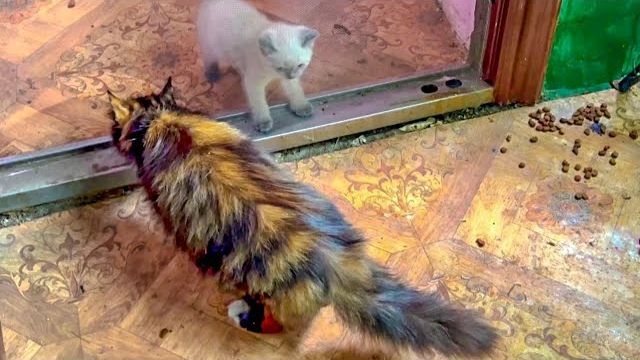 УДИВИТЕЛЬНО! Обычная кошка Тайгана пришла и увидев котенка-сироту тут же его ПРИНЯЛА и ПРИЛАСКАЛА! смотреть онлайн