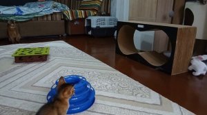 Делайте звук тише. Кролик на батарейках и абиссинские котята 1,5 месяца. Часть 2/4