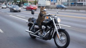 ВИДЕО ПРО ЖИВОТНЫХ | СМЕШНЫЕ ВИДЕО ПРО ЖИВОТНЫХ