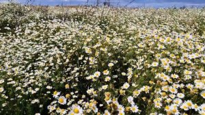 Ромашковое настроение.