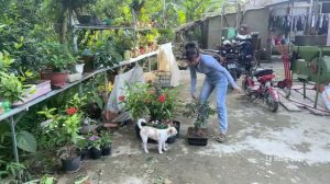 Buy Furniture For The House - Plant Lots Of Flowers to Decorate Your Yard