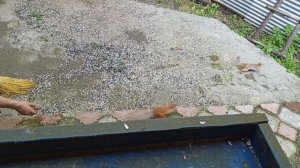 рубрика, архивные видео про бельчат