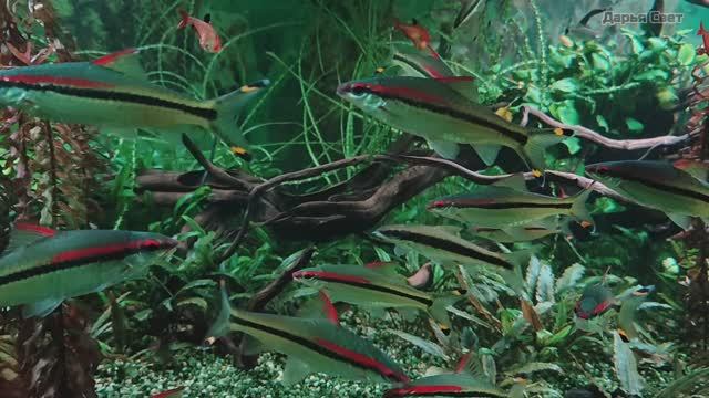 Барбус Денисони. Сиамский водорослеед. Рыбки. Красивые рыбки. Океанариум РИО