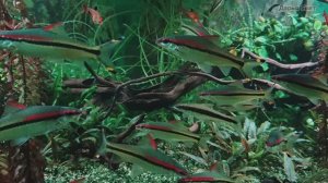 Барбус Денисони. Сиамский водорослеед. Рыбки. Красивые рыбки. Океанариум РИО