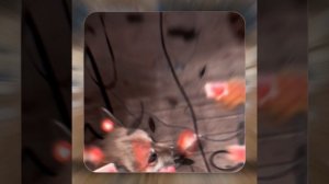 1000048105.mp4 (Собака наблюдает за устройством лестницы на 2 этаж в доме А-фрейм)