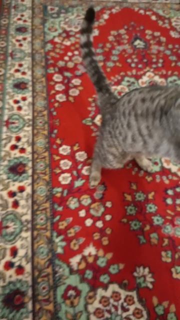 Кот голоден #кот #смешноевидео #прикол #котголоден #видеооткота