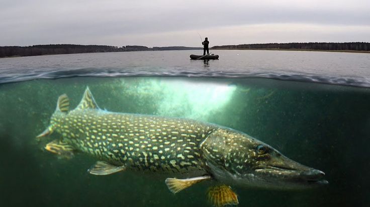 САМАЯ БОЛЬШАЯ ЩУКА пойманная рыбаком в притоке ДОНа! Вы готовы увидеть настоящий трофей? смотреть онлайн
