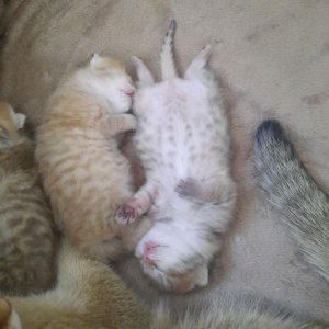 осталось 8 подписчиков