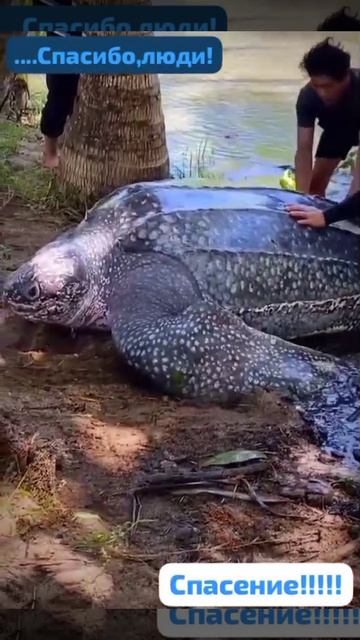 Застряла….