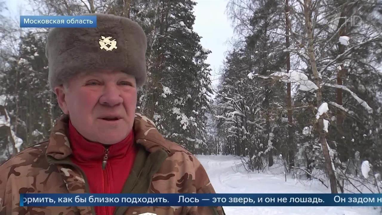 "Не надо кормить" - егерь объяснил порядок действий при встрече с лосем смотреть онлайн