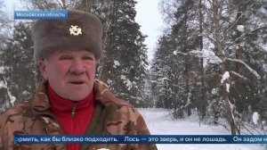 "Не надо кормить" - егерь объяснил порядок действий при встрече с лосем