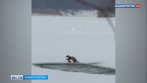 Рыбаки в Башкортостане спасли истощенную куницу, попавшую в капкан