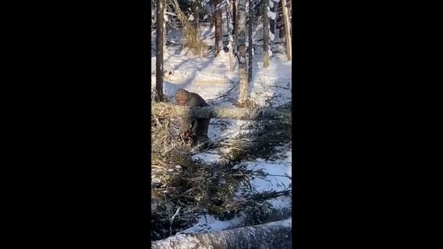Один день на лесозаготовке в Костромской области смотреть онлайн