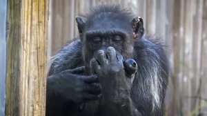 Save the Chimps - When I'm Sixty-Four (2023)