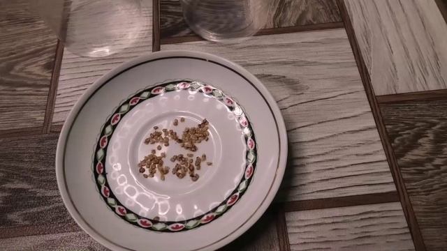 Посев ранних помидоров на рассаду смотреть онлайн