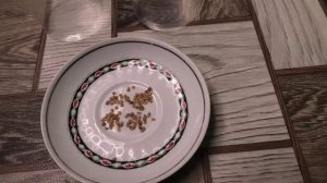 Посев ранних помидоров на рассаду