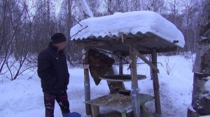 Хижина. Болею. Нет настроения