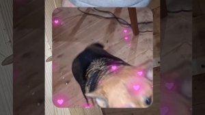 1000048100.mp4 (Собака наблюдает за устройством лестницы на 2 этаж в доме А-фрейм)