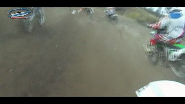 Horses (лошади)