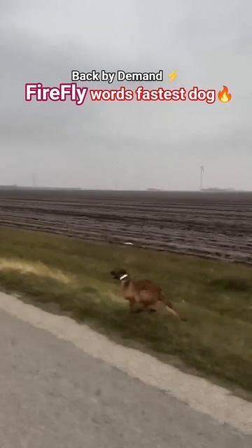 Fastest dog in the world FIREFLY смотреть онлайн
