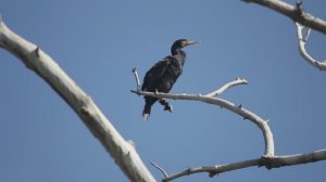 Бакланы на Волге