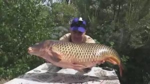 БАЛЫК! УХА! ИКРА! ВКУСНО НАКОРМИЛ ВСЮ СЕМЬЮ - ОДНОЙ РЫБИНОЙ! 4 БЛЮДА ИЗ ОГРОМНОГО САЗАНА (КАРП)