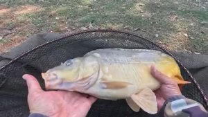 Рыбалка на флэт фидер, осенью 2025 тут жор сазана