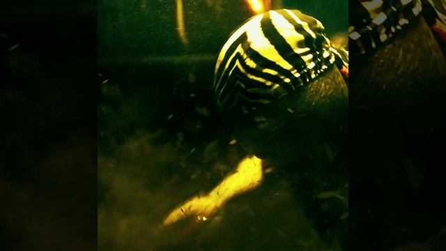 Братья черепашки Братья черепашки