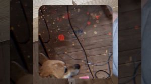 1000048099.mp4 (Собака наблюдает за устройством лестницы на 2 этаж в доме А-фрейм)